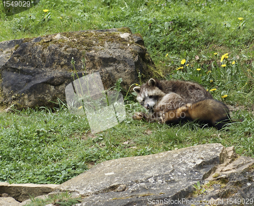 Image of Ferret and Racoon