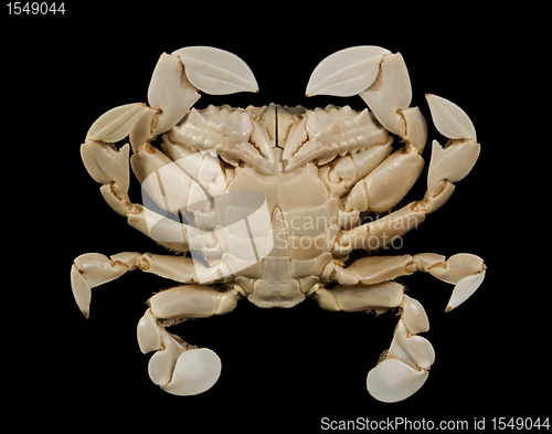 Image of underside of a moon crab