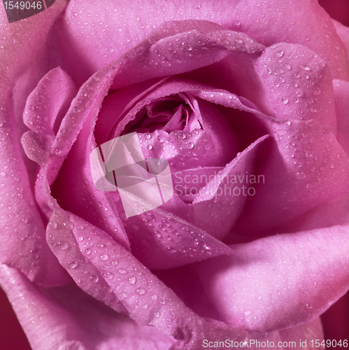 Image of wet pink rose flower closeup