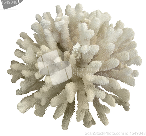 Image of coral