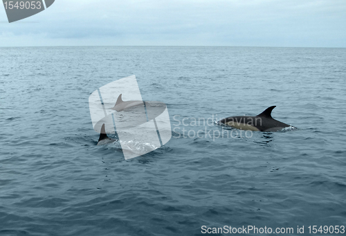 Image of swimming dolphins