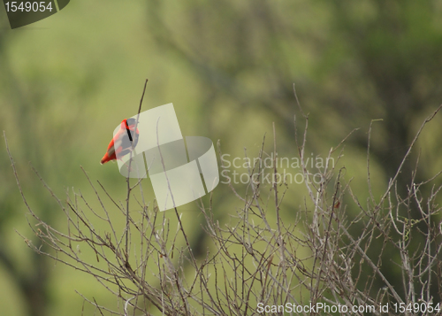 Image of Red Bishop in blurry back