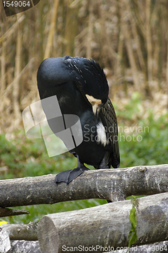 Image of Great Cormorant