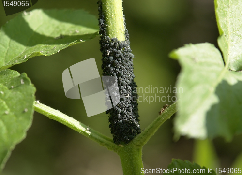 Image of plant louses on a stalk