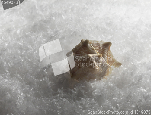 Image of seashell in the snow