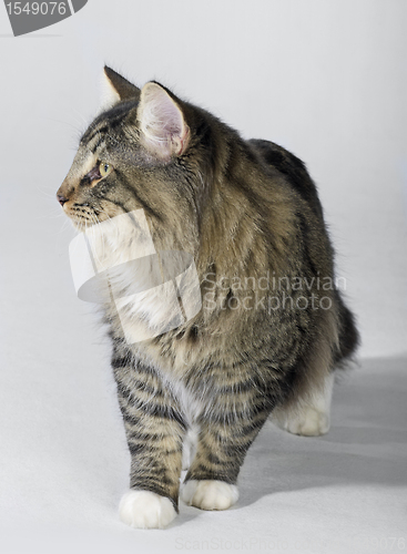 Image of tabby Norwegian Forest cat