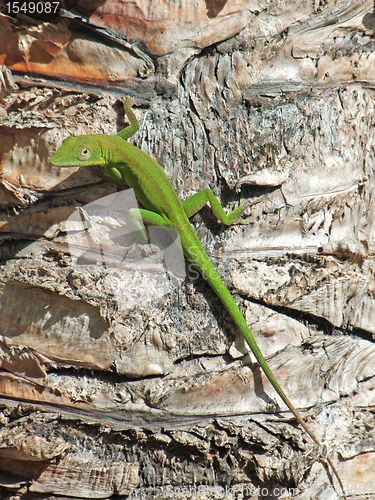 Image of green lizard