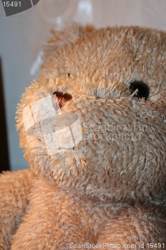 Image of Teddy