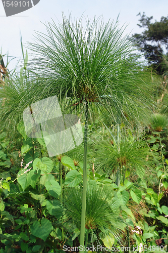 Image of papyrus plant in Uganda