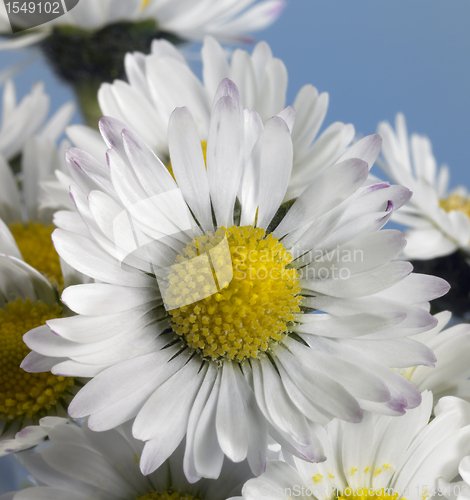 Image of daisy closeup