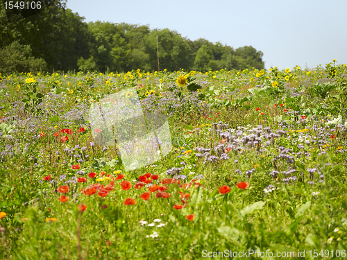 Image of flowering meadow