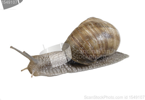 Image of backside of a grapevine snail