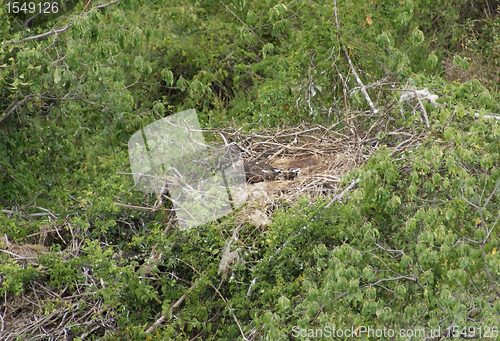 Image of nest of the African Sea Eagle