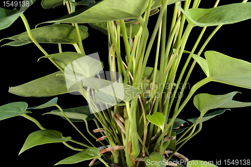 Image of Flamingo Flower detail in black back