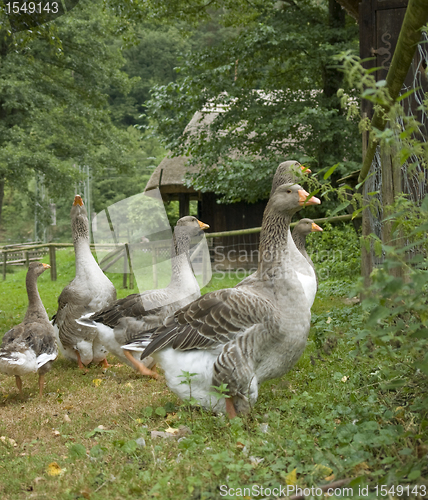 Image of rural idyllic scenery showing some geese