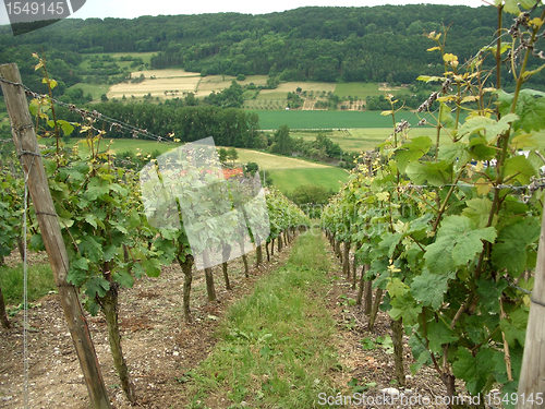 Image of Kochertal and vineyards