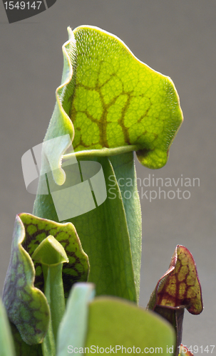 Image of carnivorous plant detail