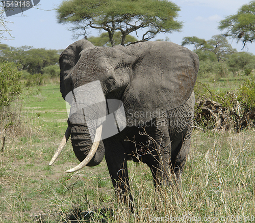 Image of savannah scenery with african Elephant