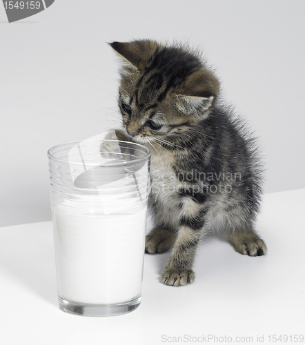 Image of kitten and a glass of milk