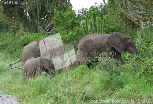 Image of Elephant family in Africa