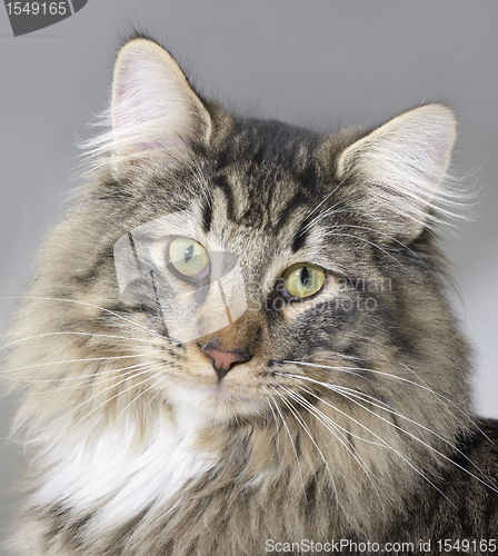 Image of Norwegian Forest Cat portrait