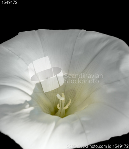 Image of white bindweed flower in black back