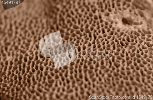 Image of abstract mushroom back