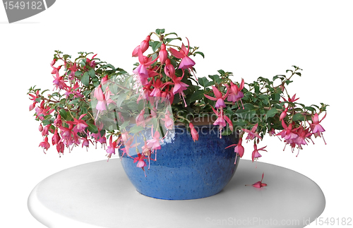 Image of pink fuchsia in a pot