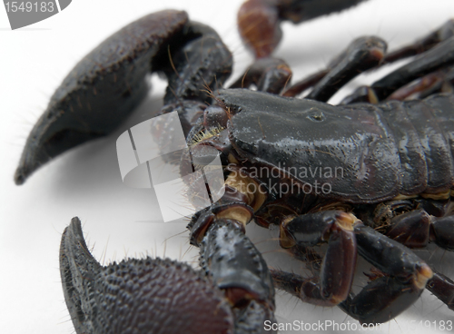 Image of scorpion detail