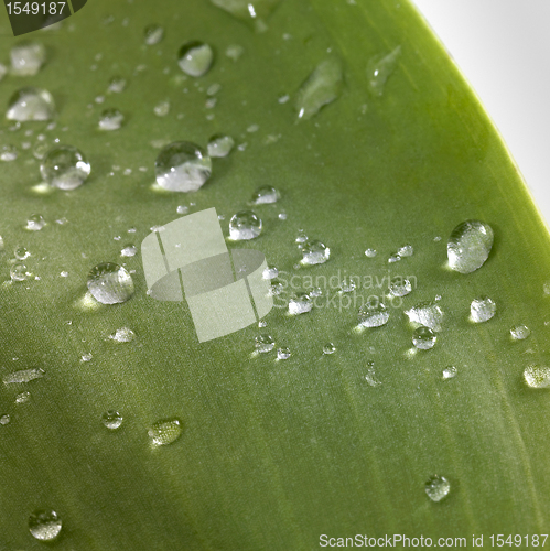 Image of leaf and drops