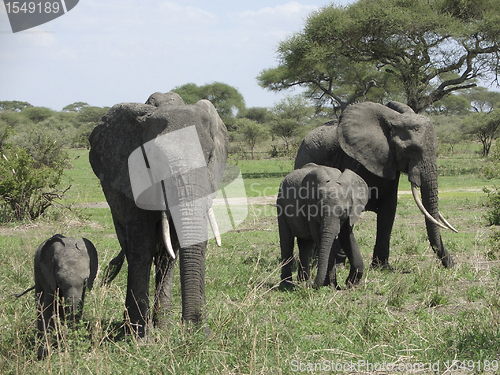 Image of Elephant familyin Africa