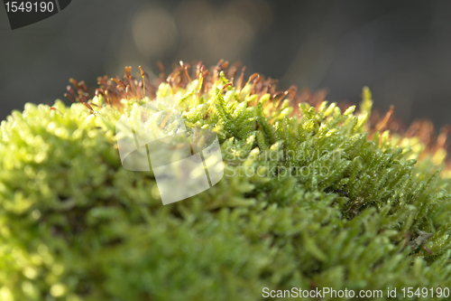 Image of moss sporangiums macro