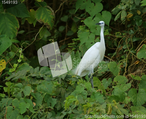 Image of little Egret in green vegetation