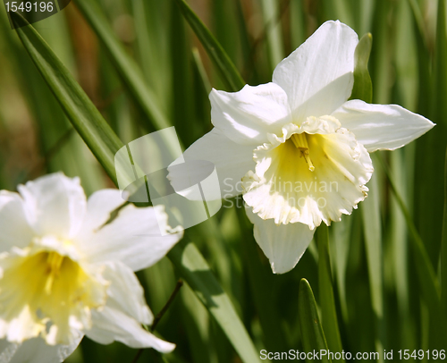 Image of daffodil flower in leavy green back