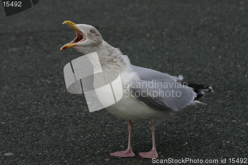 Image of Angry Seagull