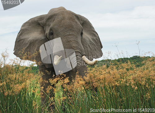 Image of Elephant in high grass