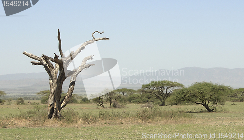 Image of african savannah scenery in Tarangire
