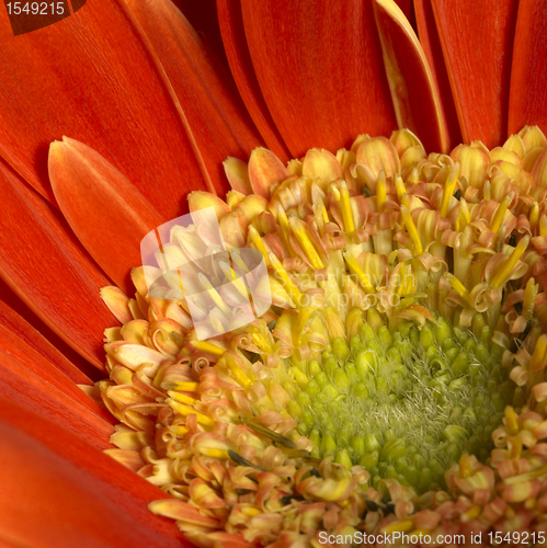 Image of gerbera flower closeup