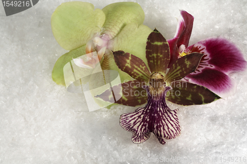 Image of three orchid flowers in the snow