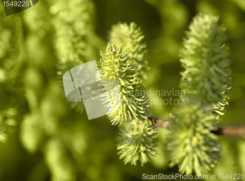 Image of green blossoms at spring time