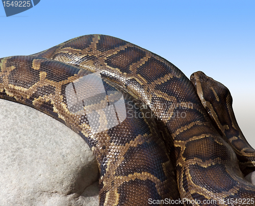 Image of Python detail on a stone