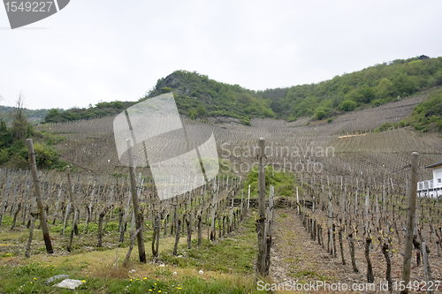 Image of vineyard in the Vulkan Eifel