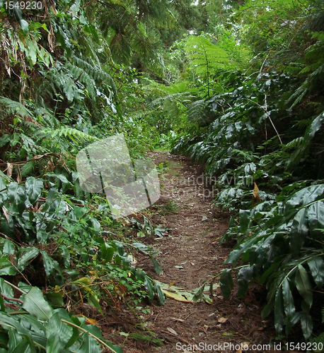 Image of jungle footpath