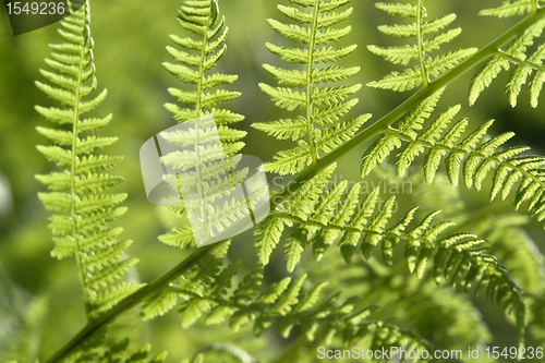 Image of fresh green fern leaf