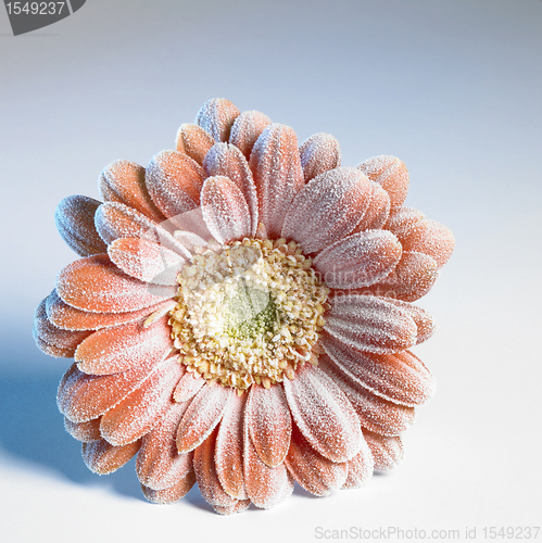 Image of iced gerbera flower