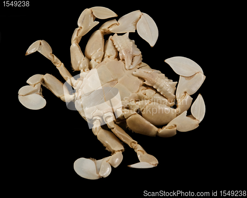Image of underside of a moon crab