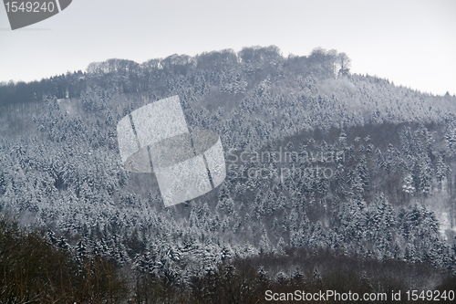 Image of snowy forest detail