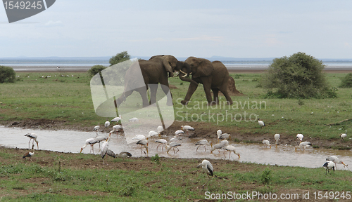 Image of fighting Elephants in Africa