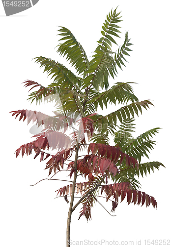 Image of little staghorn sumac tree