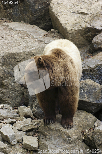 Image of Brown Bear on rock formation